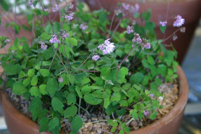 Thalictrum kiusianum 