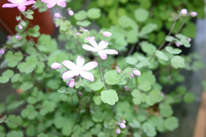 Thalictrum orientale 