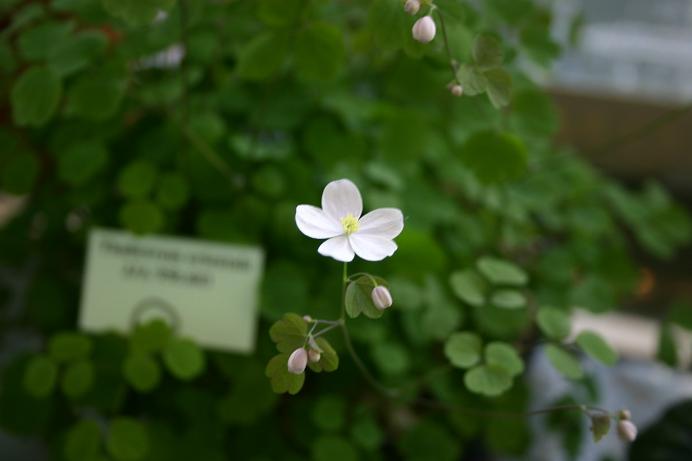 Thalictrum orientale 