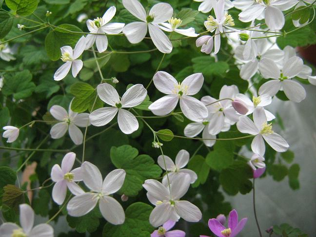 Thalictrum orientale Peloponnese frorm 