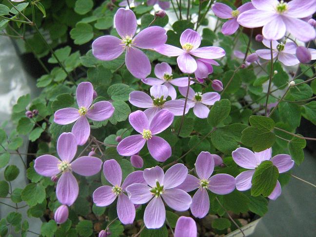 Thalictrum orientale Turkish frorm 