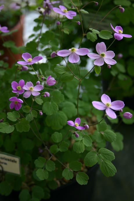 Thalictrum orientale Turkish frorm 