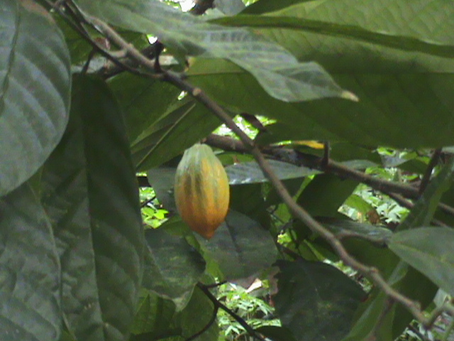 Theobroma cacao 