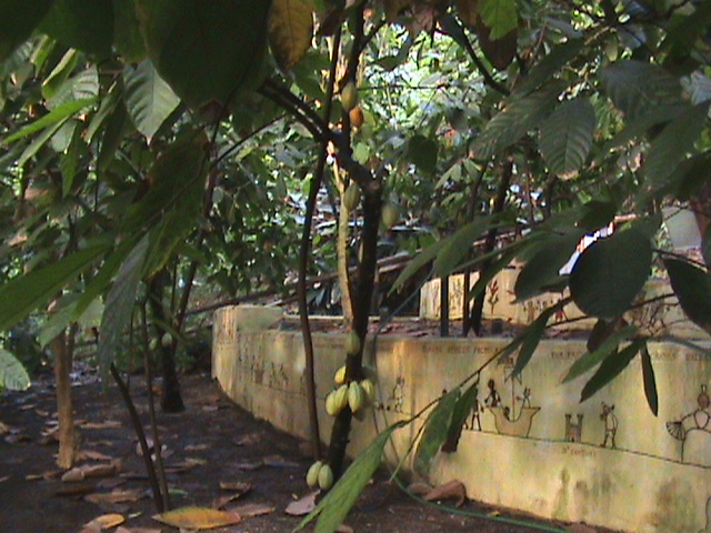 Theobroma cacao 