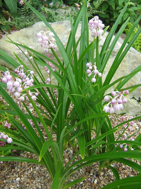 Theropogon pallidus 