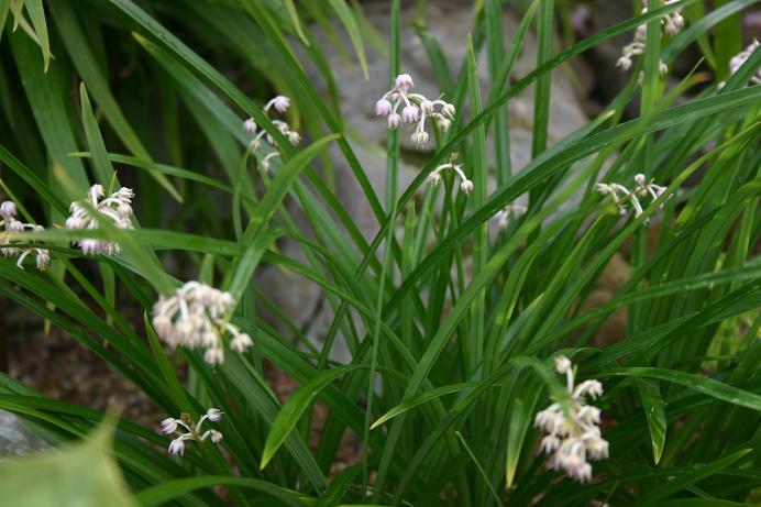 Theropogon pallidus 