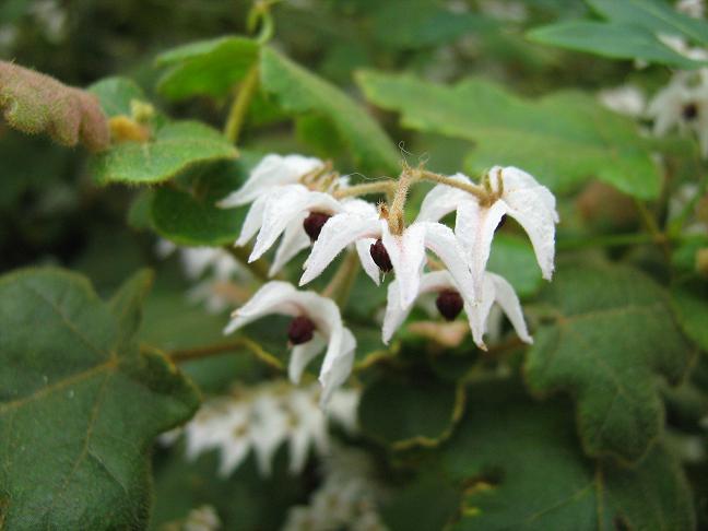 Thomasia solanacea 