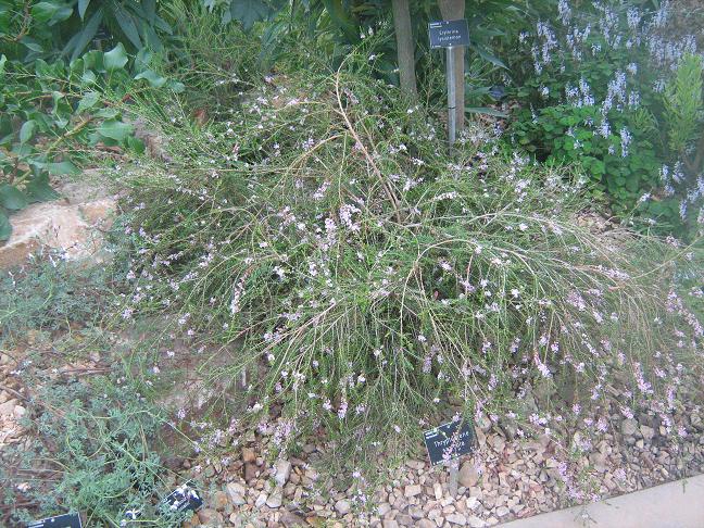 Thryptomene saxicola 