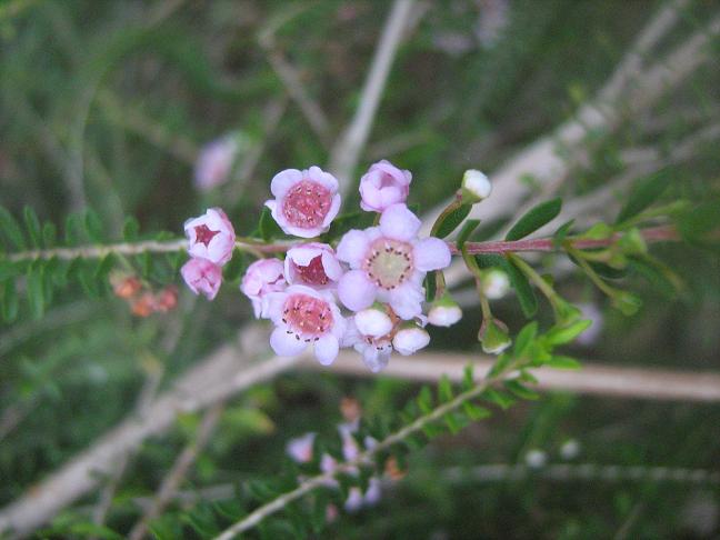 Thryptomene saxicola 