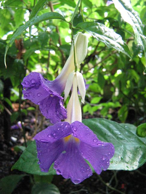 Thunbergia erecta 