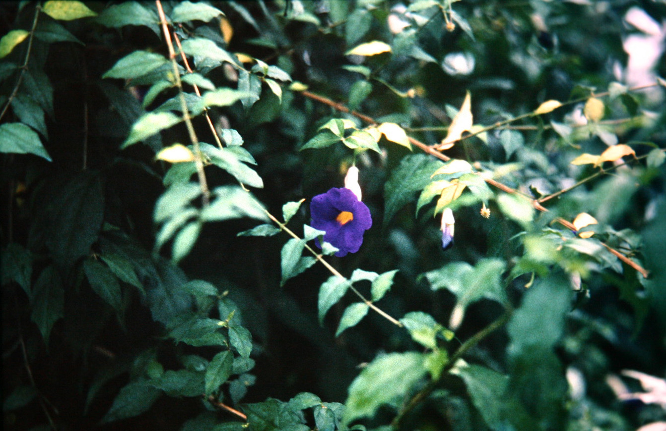 Thunbergia erecta 