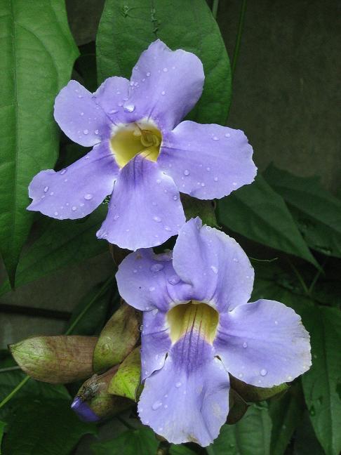 Thunbergia laurifolia 