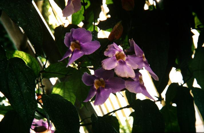 Thunbergia laurifolia 'Augusta's Blue' 