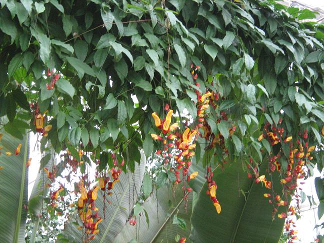 Thunbergia mysorensis 