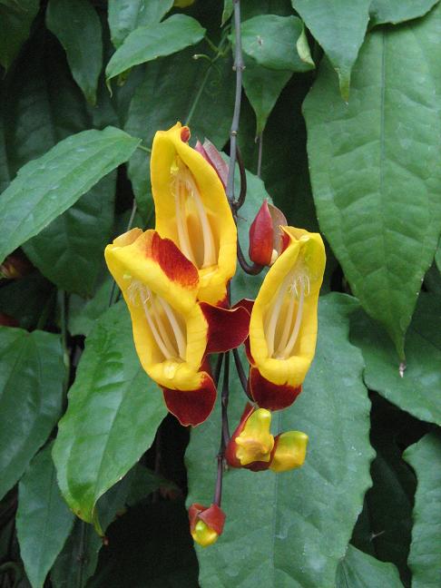 Thunbergia mysorensis 