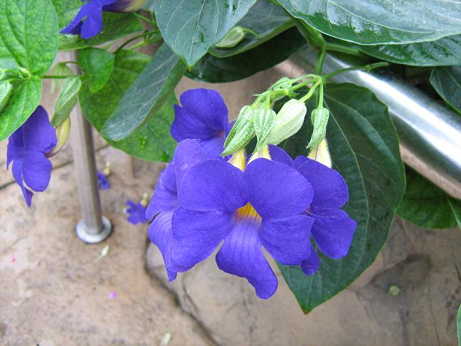 Thunbergia togoensis 