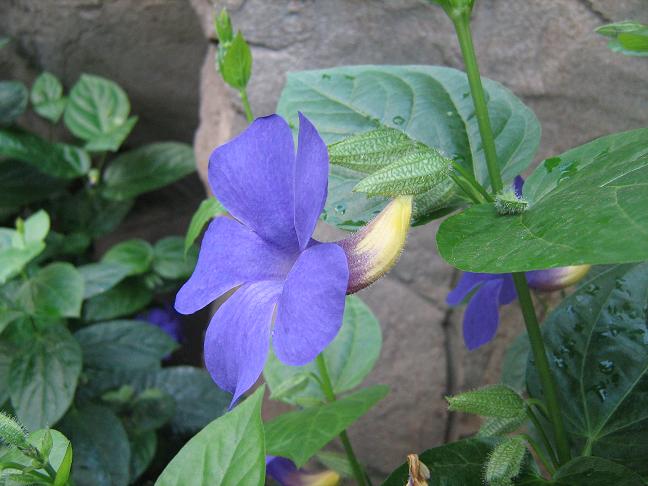 Thunbergia togoensis 