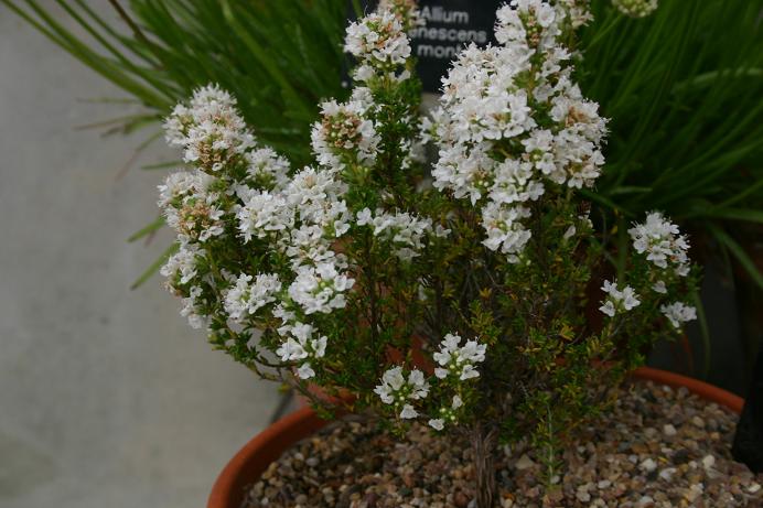 Thymus capitellatus 