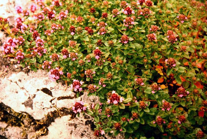 Thymus serpyllum 'Coccineum' 