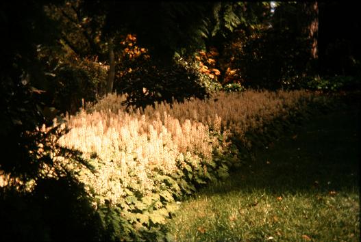 Tiarella cordifolia 