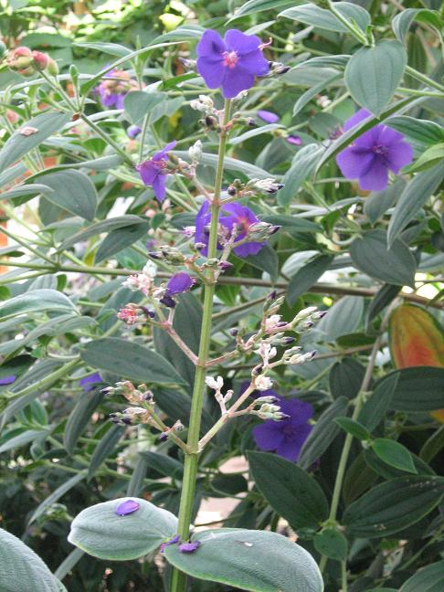 Tibouchina multiflora 