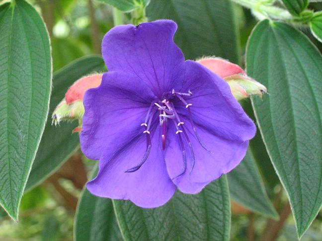 Tibouchina organensis 