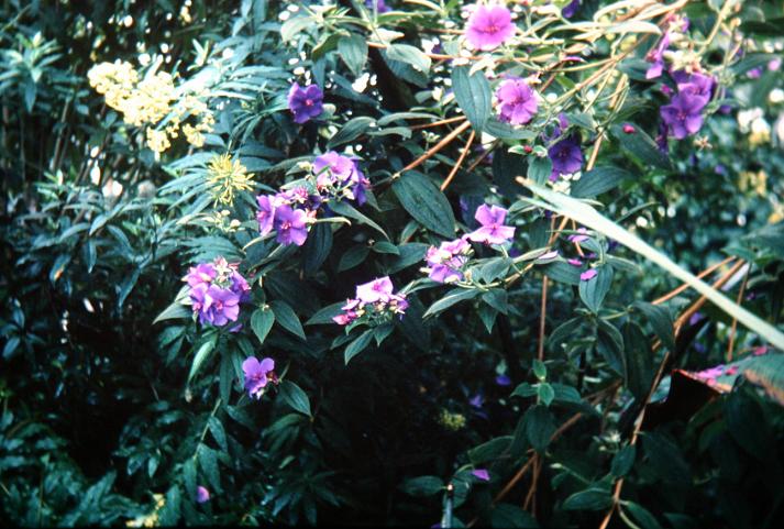 Tibouchina semidecandra 