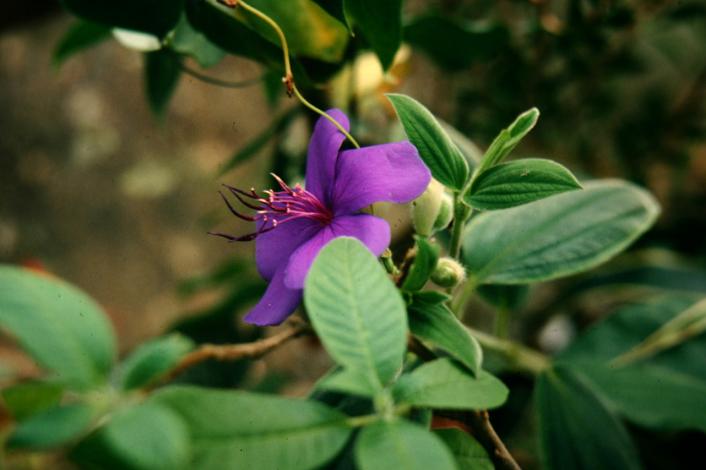 Tibouchina urvilleana 