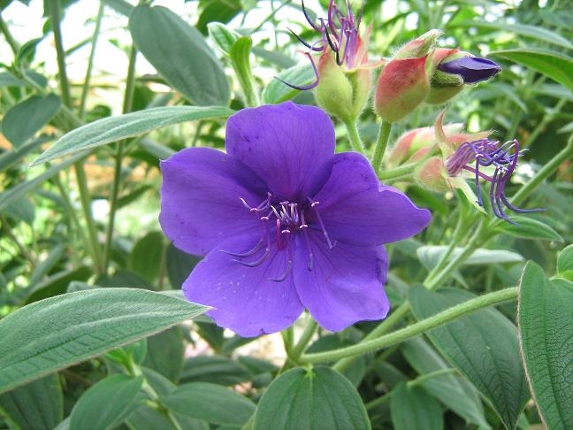 Tibouchina urvilleana 