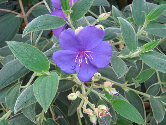 Tibouchina urvilleana 'Edwardsii' 