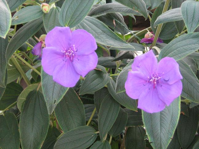 Tibouchina urvilleana 'Edwardsii' 