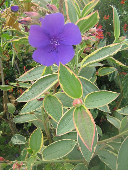 Tibouchina urvilleana 'Variegated' 