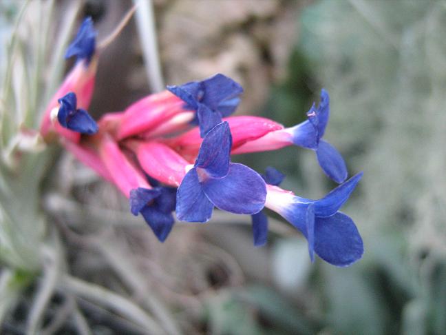 Tillandsia aeranthos 