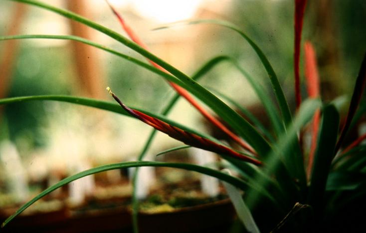 Tillandsia flabellata 