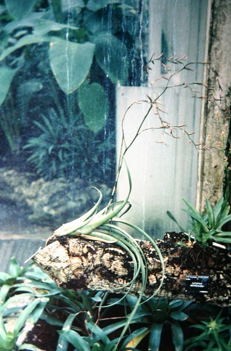 Tillandsia flexuosa 