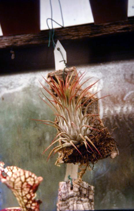 Tillandsia ionantha ionantha 