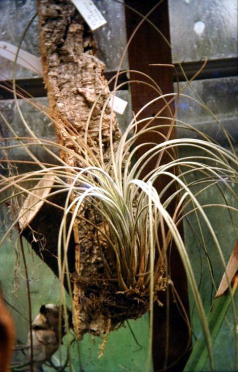 Tillandsia juncea 