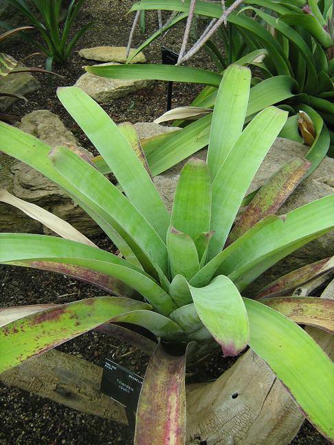 Tillandsia rauhii 