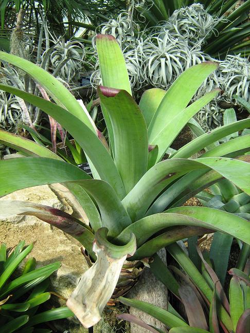 Tillandsia rauhii 