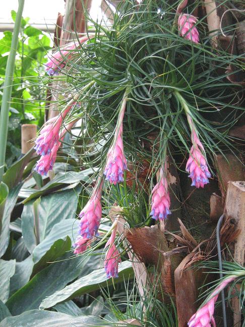 Tillandsia stricta 