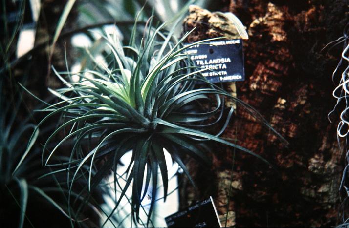 Tillandsia stricta 