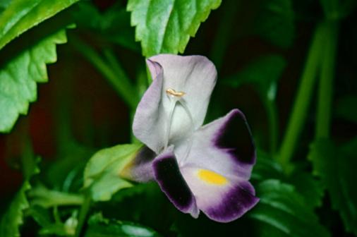 Torenia fournieri 