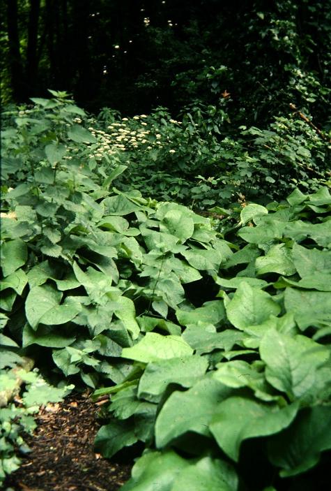 Trachystemon orientale 