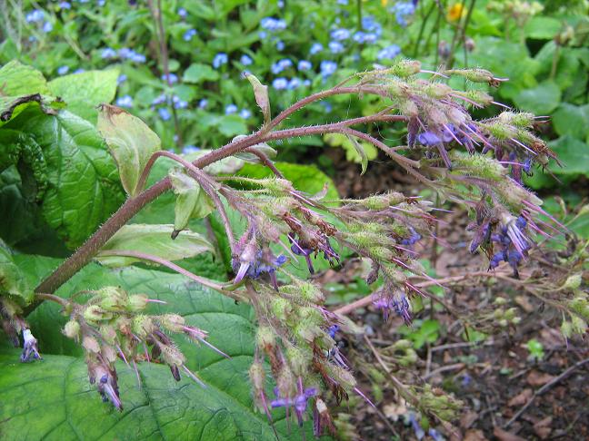 Trachystemon orientale 