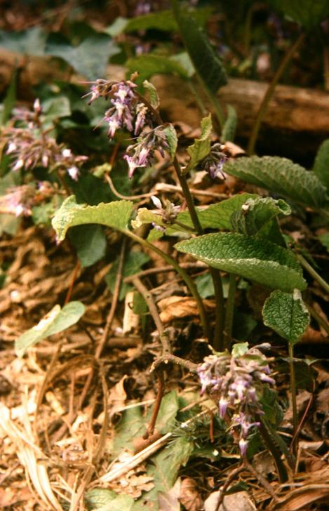 Trachystemon orientale 