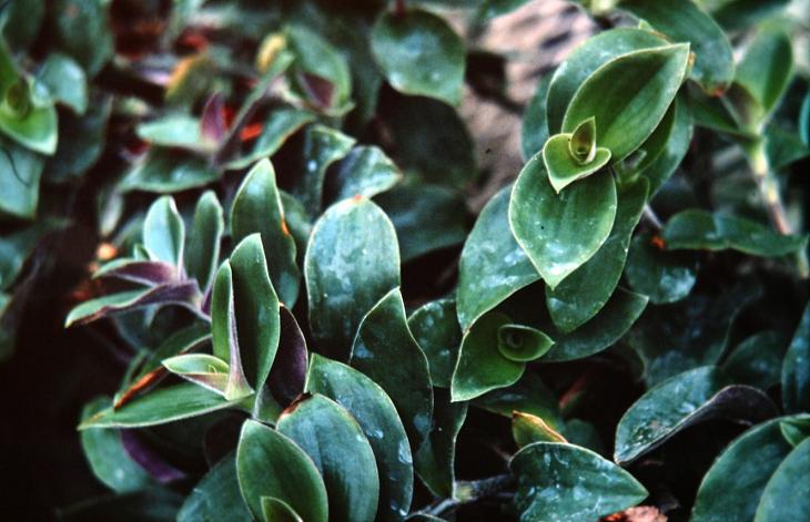 Tradescantia blossfeldiana 