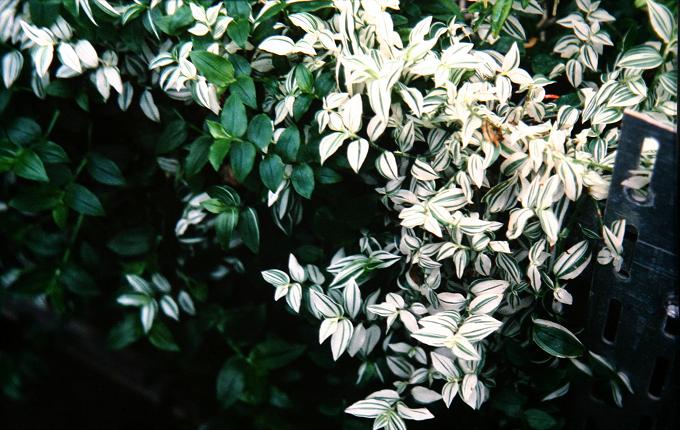 Tradescantia fluminiensis 