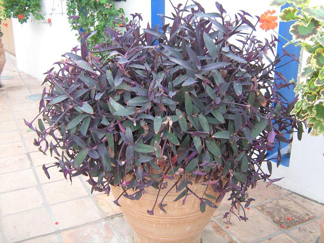 Tradescantia pallida 