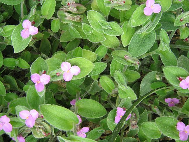 Tradescantia sillamontana 