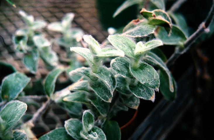 Tradescantia sillamontana 